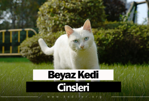 Beyaz kedi cinsleri Özellikleri