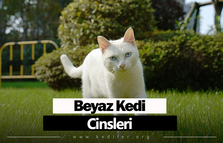 Beyaz kedi cinsleri Özellikleri