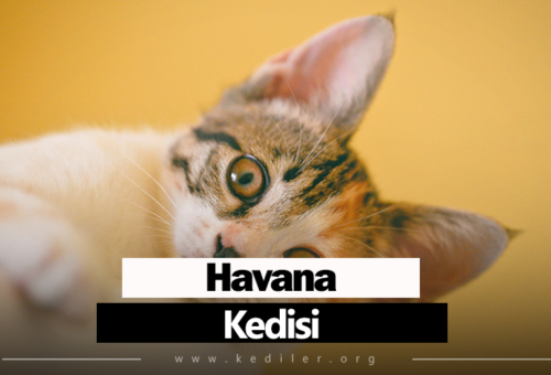Havana kedisi Özellikleri 2025