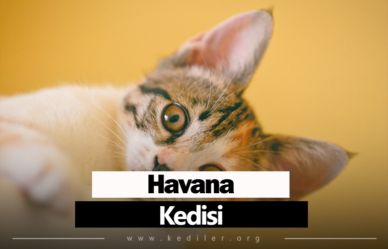 Havana kedisi Özellikleri 2025