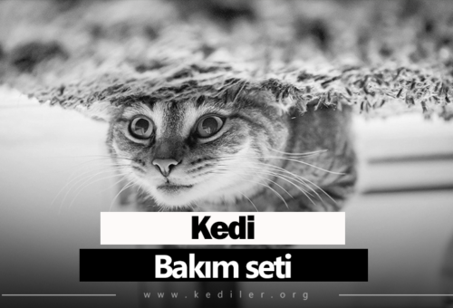 Kedi bakım seti 2025 Tam detaylarıyla!
