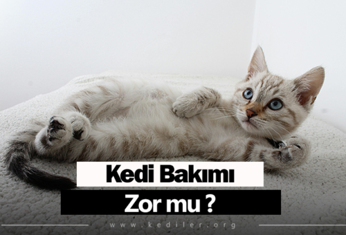 Kedi bakımı zor mu 2025 Tüm detaylarıyla!