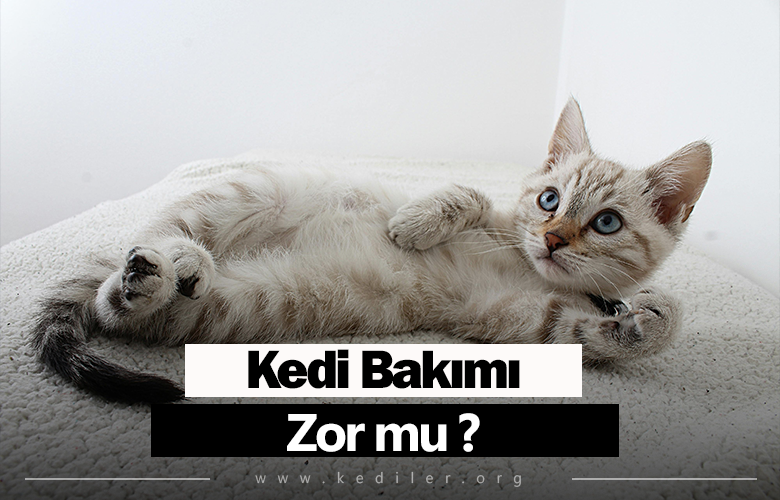 Kedi bakımı zor mu 2025 Tüm detaylarıyla!