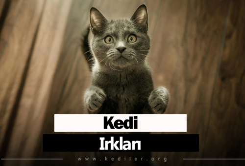 Kedi ırkları 2025 Tüm detaylarıyla!