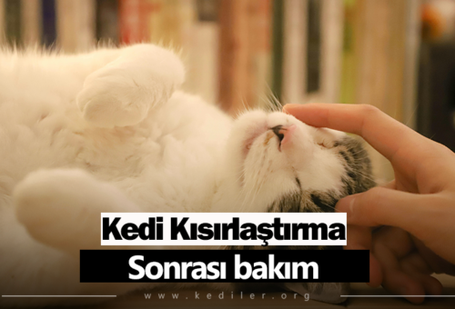 Kedi kısırlaştırma sonrası bakım 2025 Tüm detaylarıyla!
