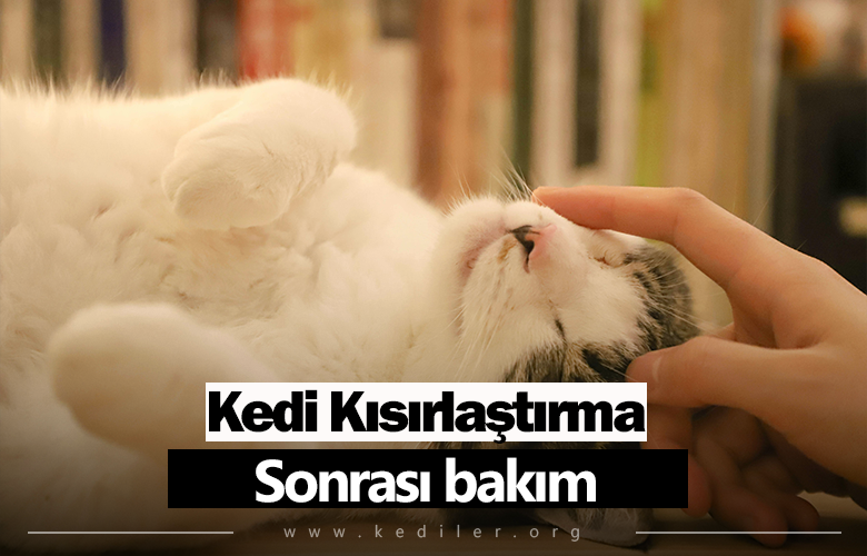 Kedi kısırlaştırma sonrası bakım 2025 Tüm detaylarıyla!