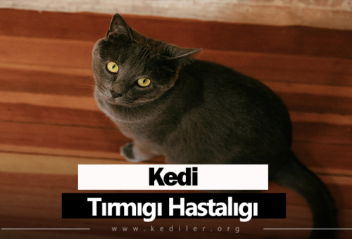 Kedi Tırmığı Hastalığı 2025 Tüm Detaylar!