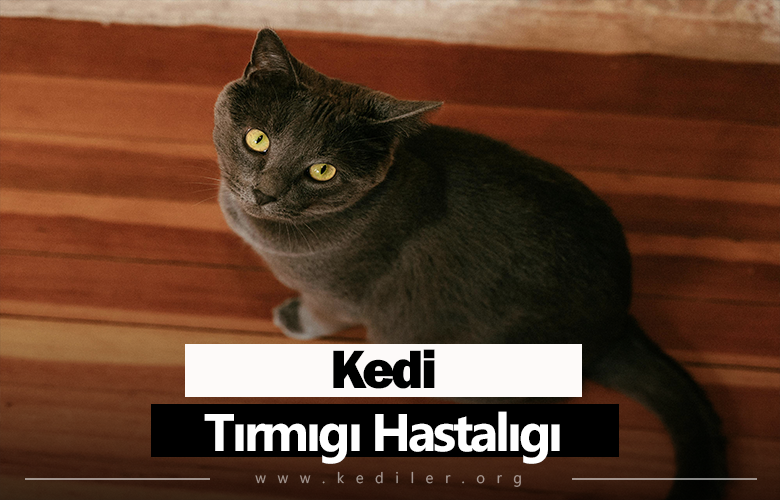 Kedi Tırmığı Hastalığı 2025 Tüm Detaylar!