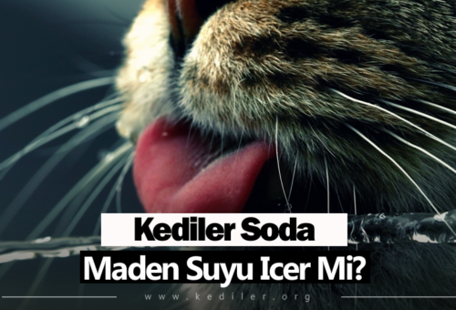 Kediler Soda İçer Mi? 2025 Yılı Tüm Detaylar!
