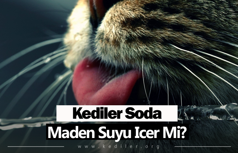 Kediler Soda İçer Mi? 2025 Yılı Tüm Detaylar!