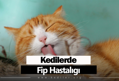 Kedilerde fip hastalığı 2025 Tüm Detaylarıyla!