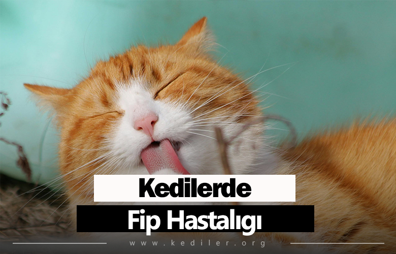 Kedilerde fip hastalığı 2025 Tüm Detaylarıyla!