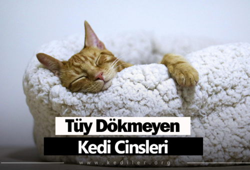 Tüy dökmeyen kedi cinsleri