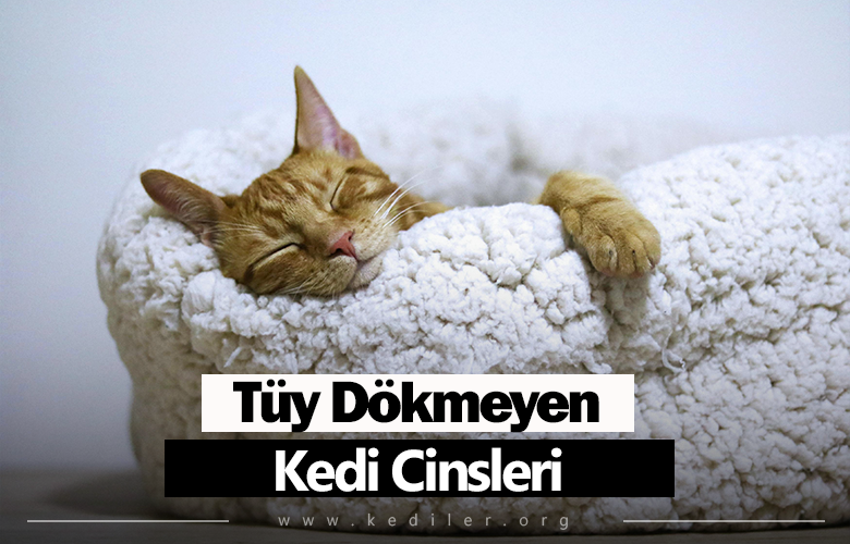Tüy dökmeyen kedi cinsleri