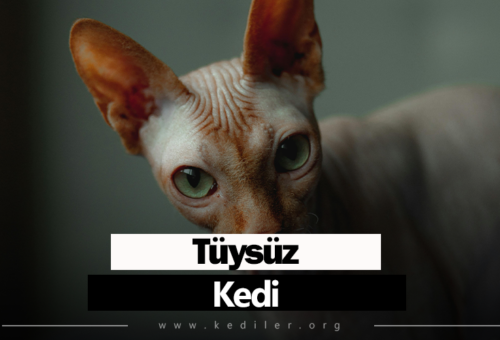 Tüysüz kedi Irkı Özellikleri 2025