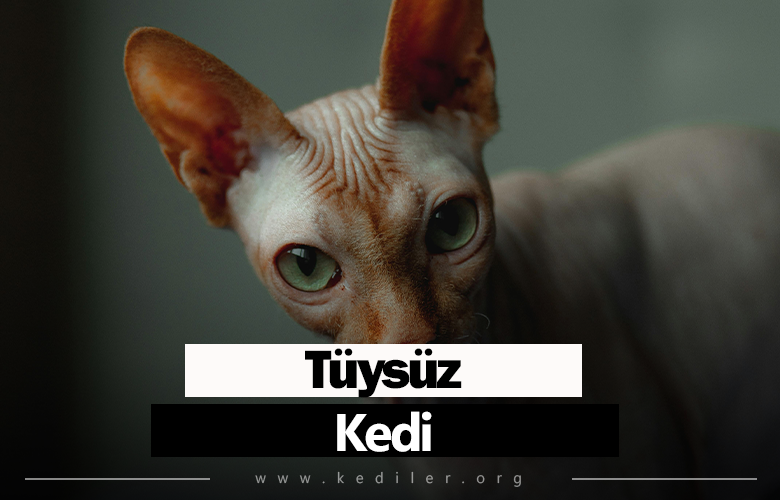 Tüysüz kedi Irkı Özellikleri 2025