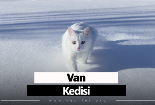 Van kedisi Özellikleri