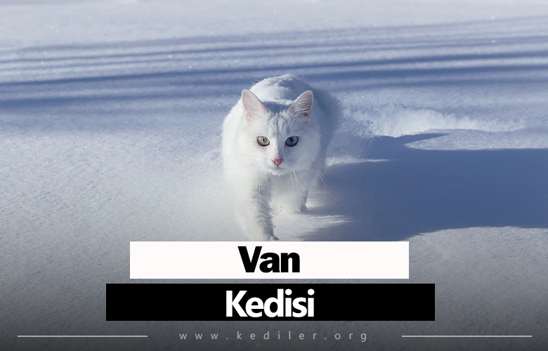 Van kedisi Özellikleri