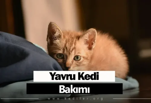 Yavru kedi bakımı 2025 Yılı Tam detaylarıyla!