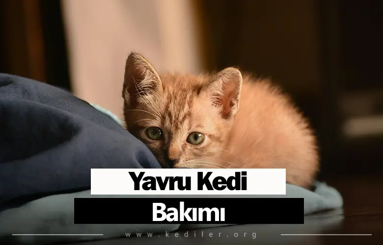 Yavru kedi bakımı 2025 Yılı Tam detaylarıyla!