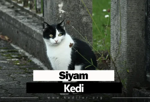 Siyam Kedi Bakımı, Fiziksel Özellikleri 2025