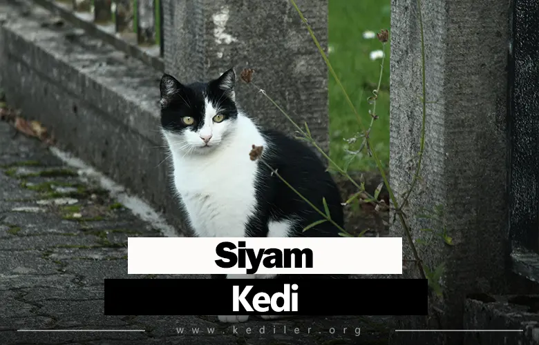 Siyam Kedi Bakımı, Fiziksel Özellikleri 2025