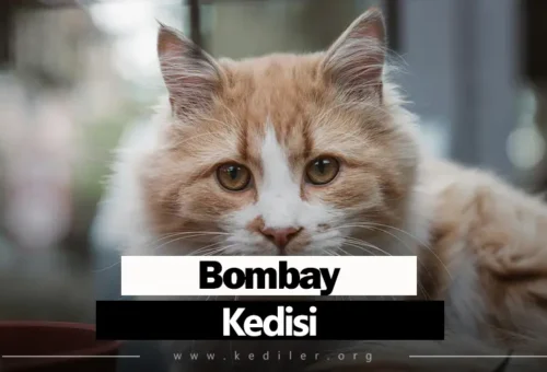 Bombay Kedisi Özellikleri 2025
