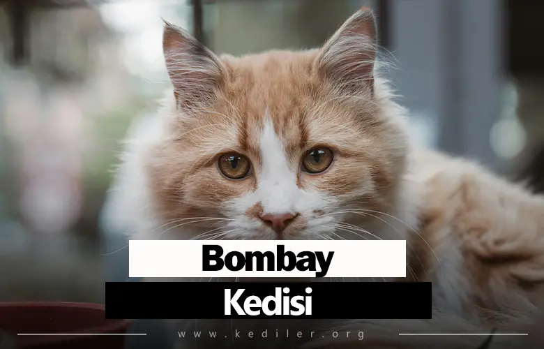 Bombay Kedisi Özellikleri 2025