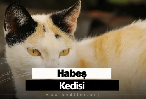 Habeş Kedisi Bakım, Özellikleri 2025