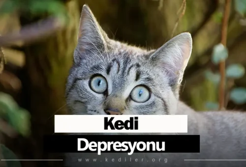 Kedi Depresyonu Belirtileri 2025