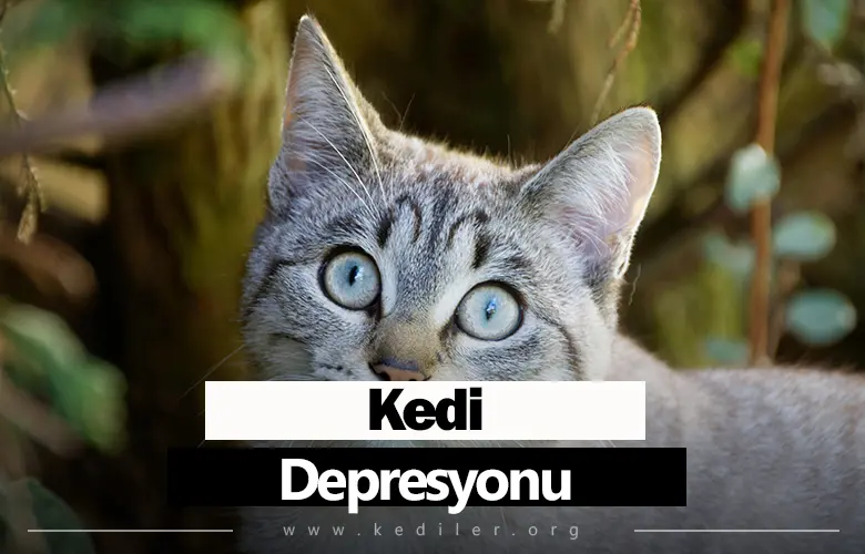 Kedi Depresyonu Belirtileri 2025