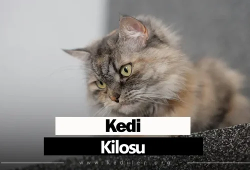 Kedi Kilosu Ne Kadar Olmalı 2025