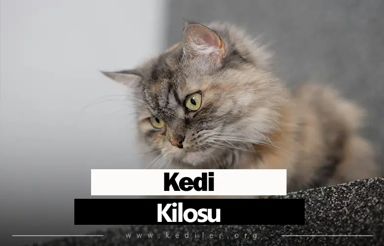 Kedi Kilosu Ne Kadar Olmalı 2025
