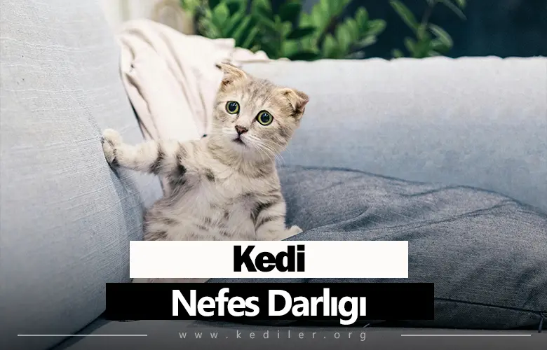 Kedi Nefes Darlığı Belirtileri 2025