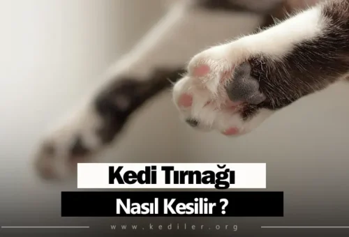Kedi Tırnağı Nasıl Kesilir 2025