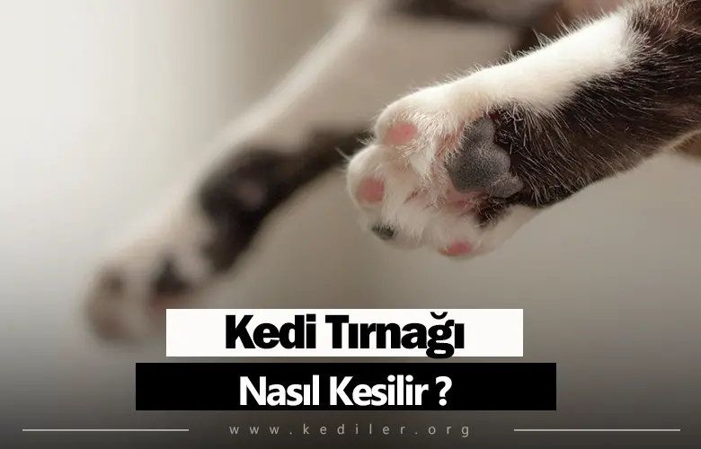 Kedi Tırnağı Nasıl Kesilir 2025