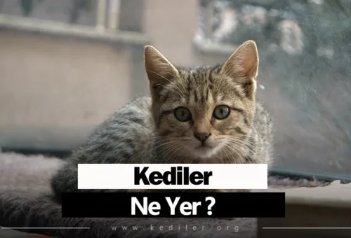 Kediler Ne Yer Neden Ot Yer 2025