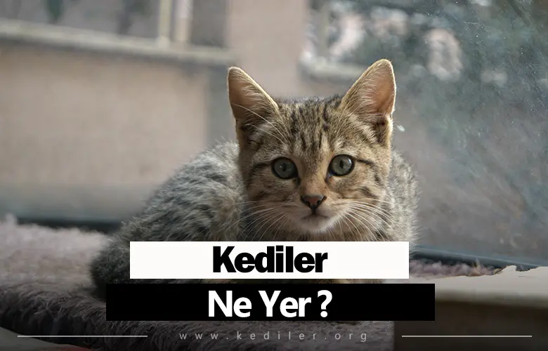 Kediler Ne Yer Neden Ot Yer 2025