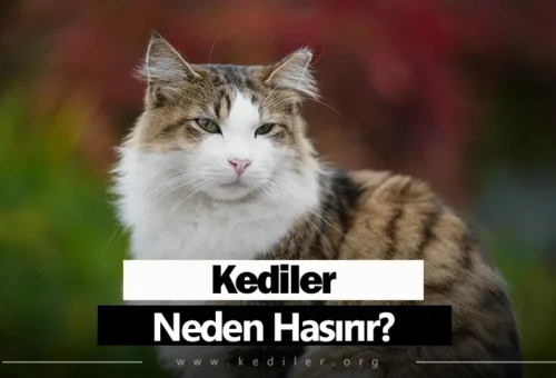 Kediler Neden Hapşırır 2025