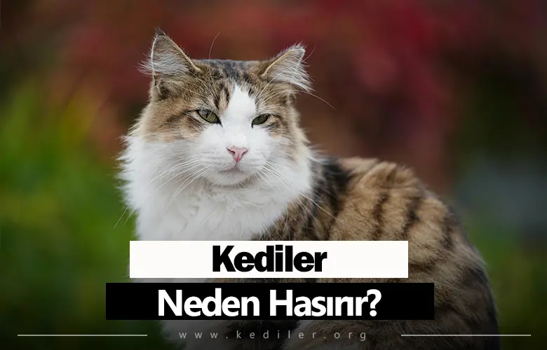 Kediler Neden Hapşırır 2025