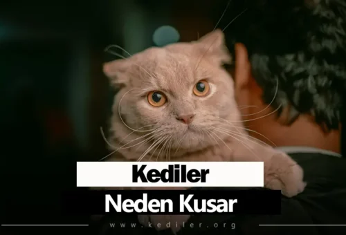Kediler Neden Kusar 2025