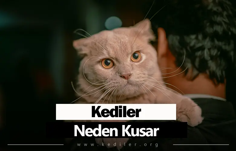 Kediler Neden Kusar 2025
