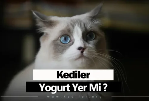 Kedilerde Gıda Alerjisi Belirtileri 2025