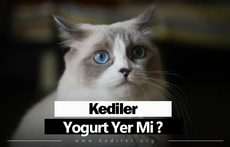 Kediler Yoğurt Yer Mi 2025