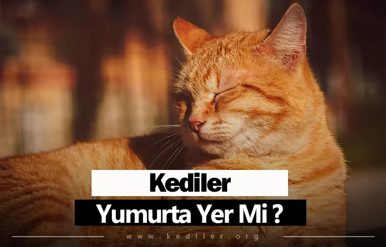 Kedi Yumurta Yer Mi, Sağlıklı Mı 2025