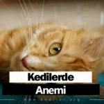 Kedilerde Anemi Belirtileri 2025