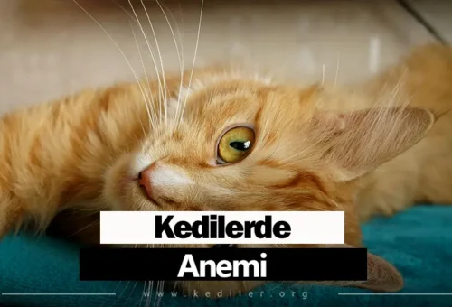 Kedilerde Anemi Belirtileri 2025