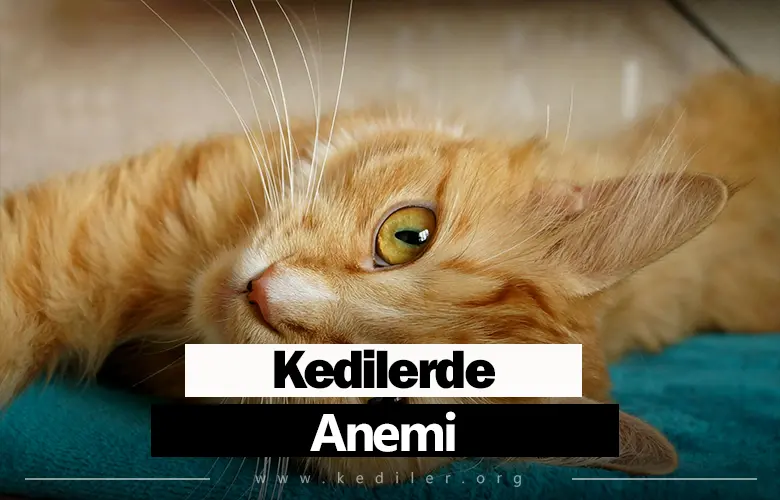 Kedilerde Anemi Belirtileri 2025