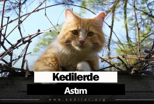 Kedilerde Astım Belirtileri 2025