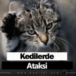 Kedilerde Ataksi Tedavisi 2025